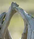 DSC_3061FullSizeCrop